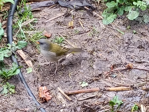 Great Pampa-Finch