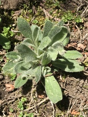 Silene coronaria