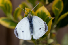 Pieris rapae