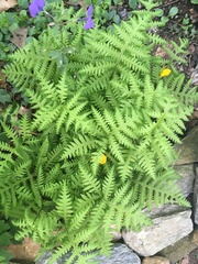 Phegopteris