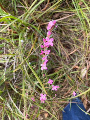 aniseed boronia
