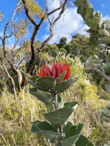 Scarlet Banksia