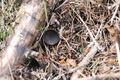 Pseudoplectania vogesiaca