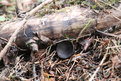 Pseudoplectania vogesiaca