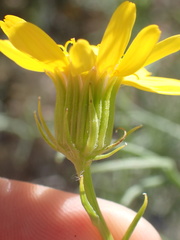 Senecio flaccidus monoensis