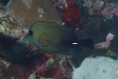 Zebrasoma scopas