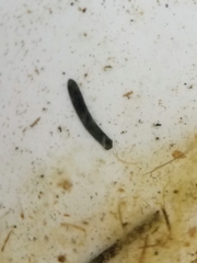 Continenticola