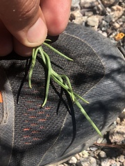 Senecio flaccidus monoensis