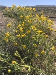 Senecio flaccidus monoensis