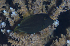 Cantherhines pardalis