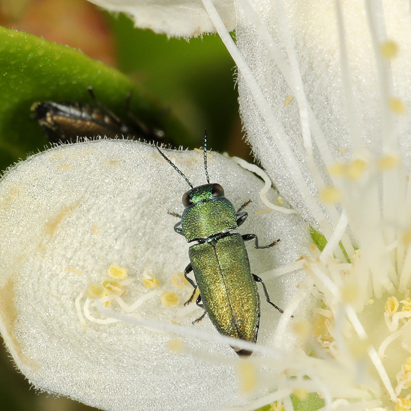 Anthaxia marani