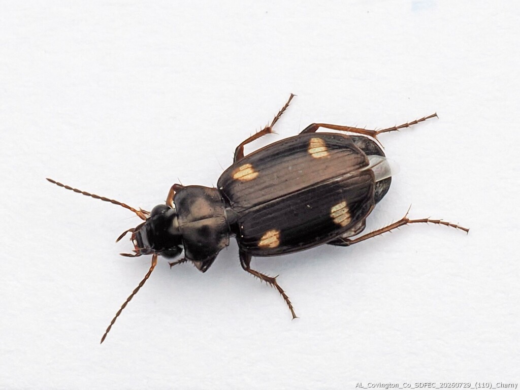 Tetragonoderus laevigatus