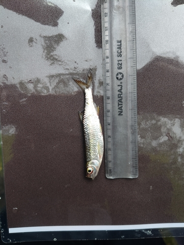 Bigeye razorbelly minnow (Salmostoma boopis) — Cyprinidae — 4
