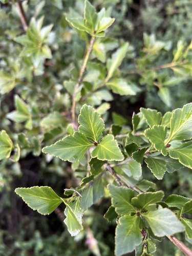 Phyllocladus aspleniifolius, photograph 3