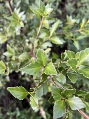 Phyllocladus aspleniifolius, photograph author not stated, no rights reserved