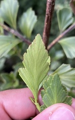 Phyllocladus aspleniifolius, photograph author not stated, no rights reserved