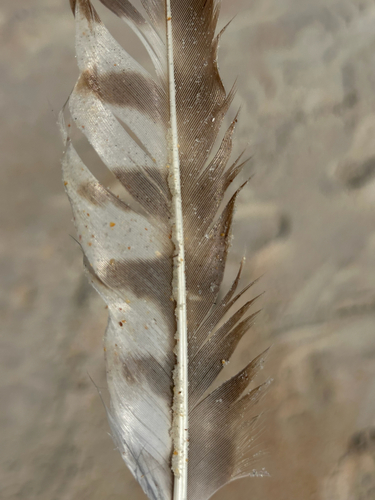 Plume de Balbuzard pêcheur