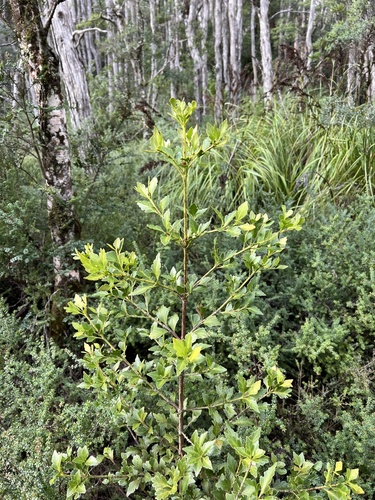 Phyllocladus aspleniifolius, photograph 5