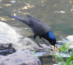 Quiscalus quiscula versicolor