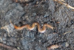 Schendyla nemorensis