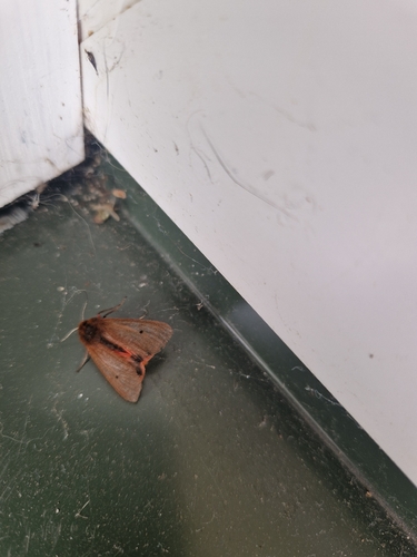 Ruby Tiger Moth