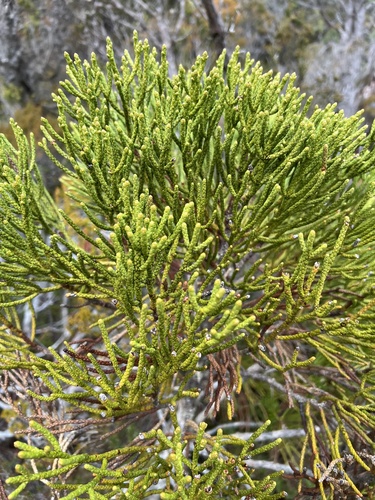 Athrotaxis cupressoides, photograph 1