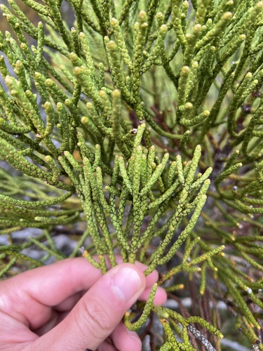Athrotaxis cupressoides, photograph 2