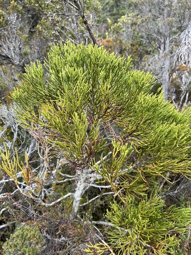 Athrotaxis cupressoides, photograph 3