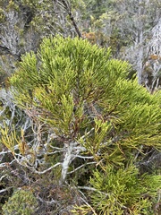 Athrotaxis cupressoides, photograph author not stated, no rights reserved