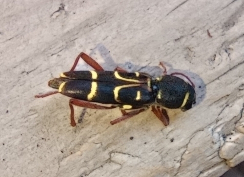 Xylotrechus arvicola