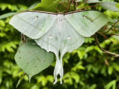 Chinese Moon Moth