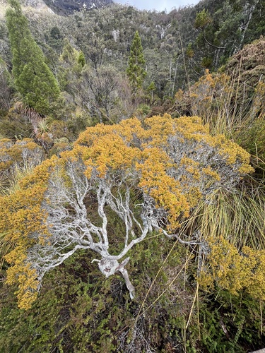 Baeckea gunniana observed 2026-08-01