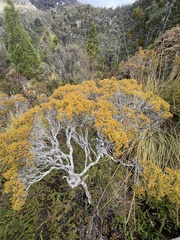 Baeckea gunniana