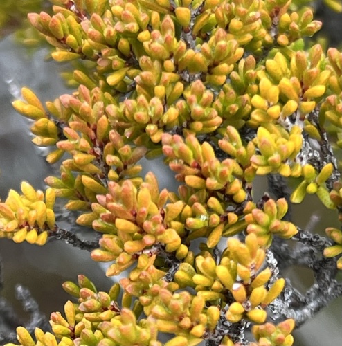 Baeckea gunniana, photograph 2