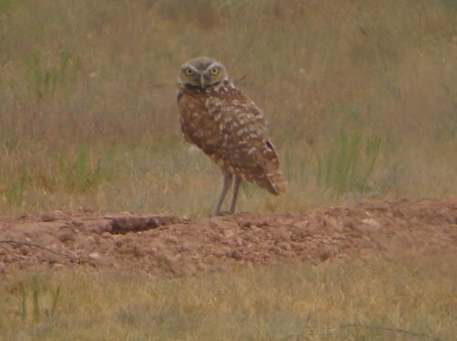 Burrowing Owl