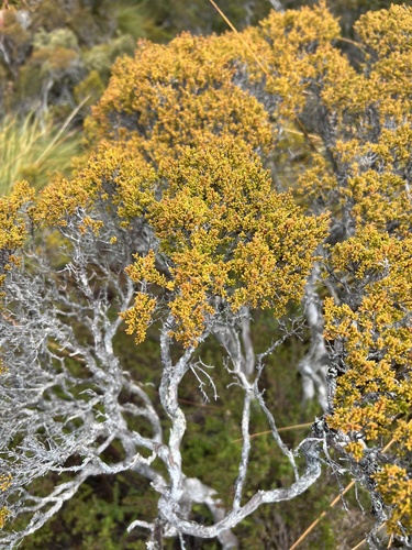 Baeckea gunniana, photograph 3
