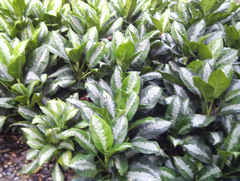 Aglaonema nitidum