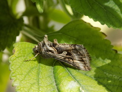 Cornutiplusia circumflexa