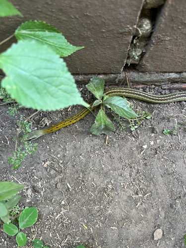 Forest Racer, Dendrophidion bivittatus