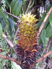 Tapeinochilos densus