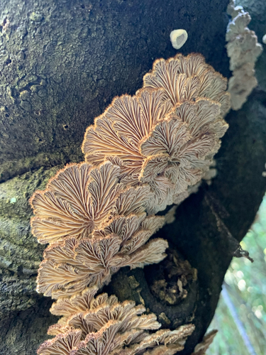 splitgill mushroom