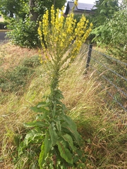 (c) märkische Fl. u. Fa., some rights reserved (CC BY) Verbascum speciosum, photograph (c) märkische Fl. u. Fa., some rights reserved (CC BY)