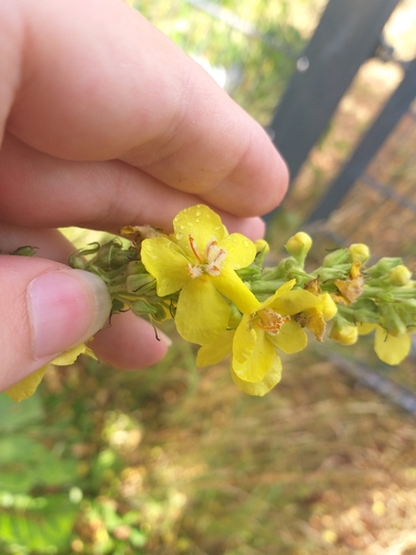 Verbascum speciosum, photograph 3