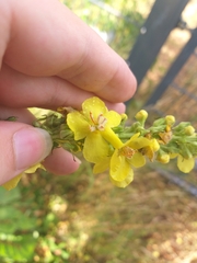 (c) märkische Fl. u. Fa., some rights reserved (CC BY) Verbascum speciosum, photograph (c) märkische Fl. u. Fa., some rights reserved (CC BY)