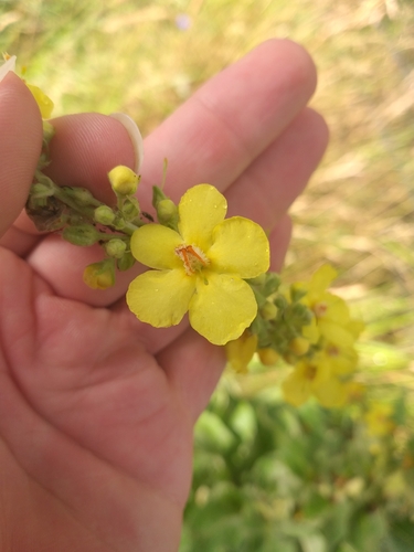 Verbascum speciosum, photograph 4