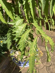 Azadirachta indica