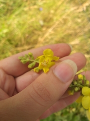 (c) märkische Fl. u. Fa., some rights reserved (CC BY) Verbascum speciosum, photograph (c) märkische Fl. u. Fa., some rights reserved (CC BY)