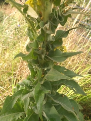 Verbascum speciosum, photograph (c) märkische Fl. u. Fa., some rights reserved (CC BY)