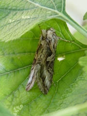 Cornutiplusia circumflexa