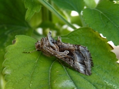 Cornutiplusia circumflexa